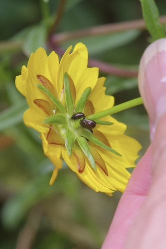 Image of Coreopsis basalis by (c) Michelle W. （鍾偉瑋）, some rights reserved (CC BY)