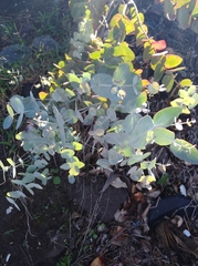 Eucalyptus cinerea