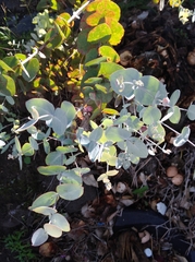Eucalyptus cinerea