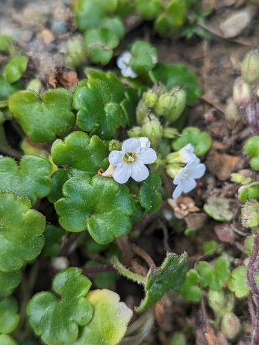 Image of Tracy's Romanzoffia (Romanzoffia tracyi) by (c) Ernesto Chavez-Velasco, some rights reserved (CC BY)