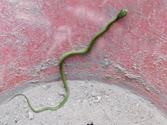 Philothamnus hoplogaster