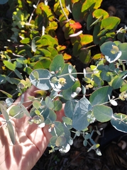 Eucalyptus cinerea