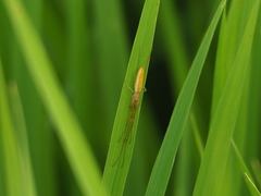 Tetragnatha keyserlingi