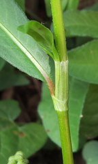 Persicaria