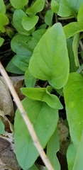 Lysimachia ciliata