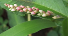 Persicaria