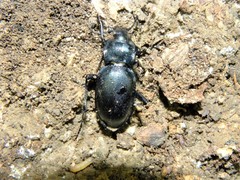 Carabus glabratus
