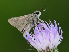 Hesperia attalus slossonae