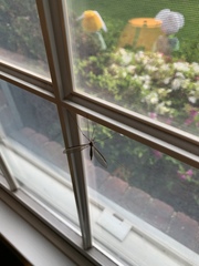 Tipula