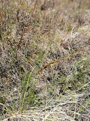 Helictotrichon desertorum