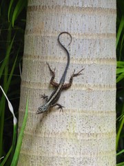 Anolis sagrei