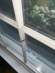Tipula