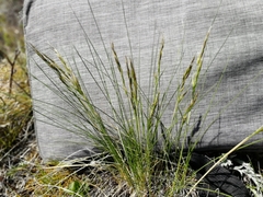 Helictotrichon desertorum