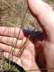 Helictotrichon desertorum
