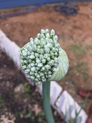 Allium