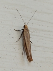 Ypsolopha ochrella