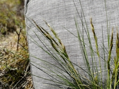 Helictotrichon desertorum