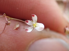 Nemacladus orientalis