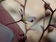 Nemacladus orientalis