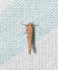 Pyroderces