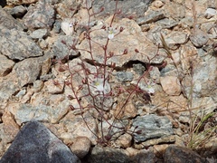 Nemacladus orientalis