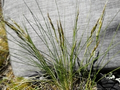 Helictotrichon desertorum