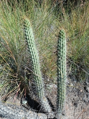 Cleistocactus morawetzianus, photograph author not stated, no rights reserved