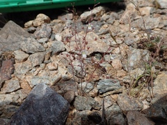 Nemacladus orientalis