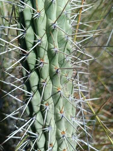 Cleistocactus morawetzianus, photograph 5