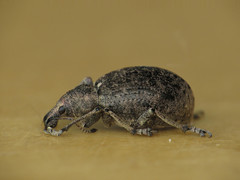Liophloeus tessulatus