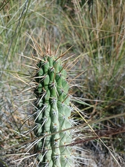 Cleistocactus morawetzianus, photograph author not stated, no rights reserved