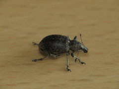 Liophloeus tessulatus