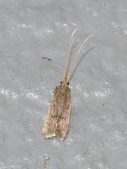 Lecithocera imprudens