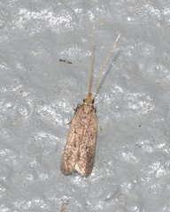Lecithocera imprudens
