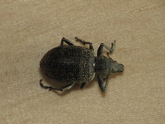 Liophloeus tessulatus