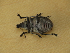 Liophloeus tessulatus