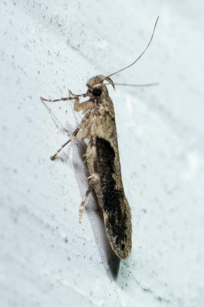 Black-smudged Chionodes Moth and Allies