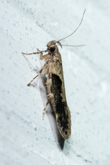Black-smudged Chionodes Moth and Allies