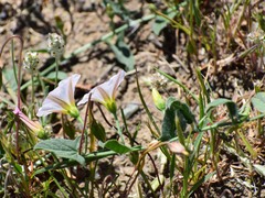 Calystegia occidentalis