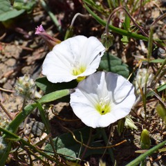 Calystegia occidentalis