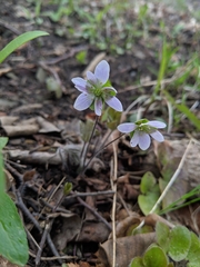 Hepatica americana