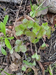 Hepatica americana