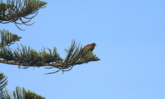 Parabuteo unicinctus