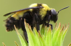 Bombus auricomus
