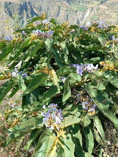 Solanum glutinosum, photograph 1