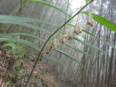 Polygonatum arisanense