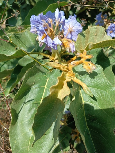 Solanum glutinosum, photograph 2