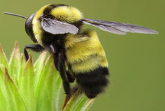 Bombus auricomus