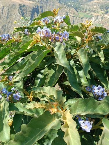 Solanum glutinosum, photograph 3