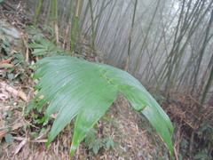 Polygonatum arisanense